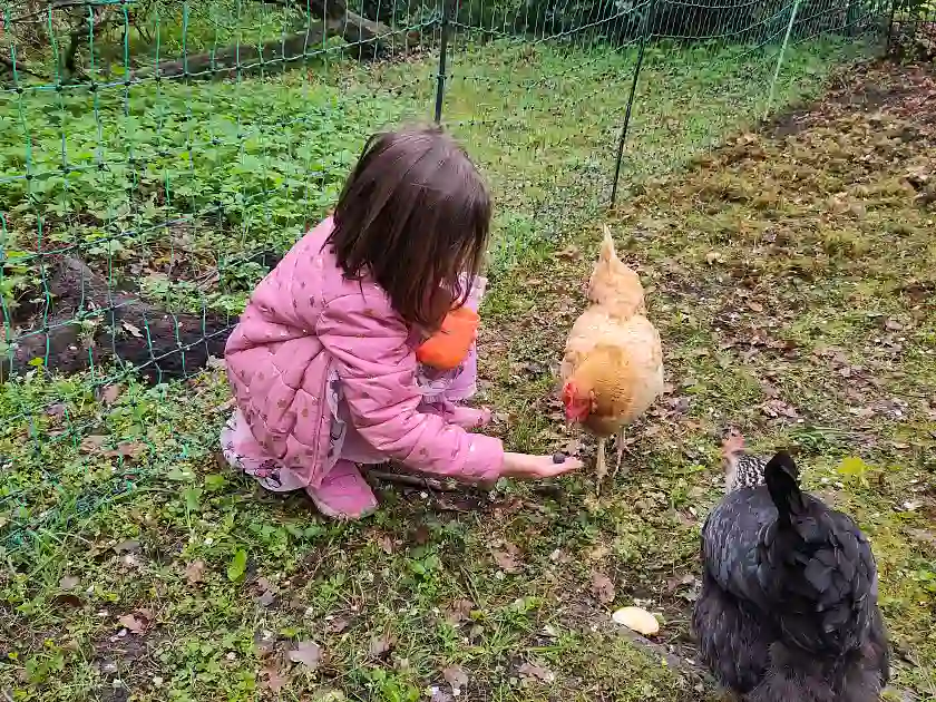 Kind Merle füttert ein Huhn