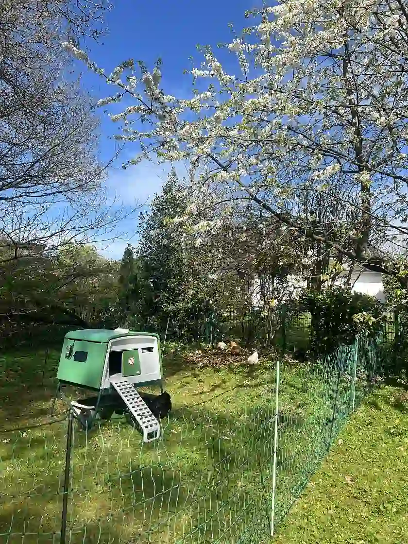 Hühnerstall steht im Garten
