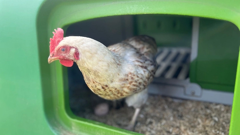 Huhn schaut aus einem Stall