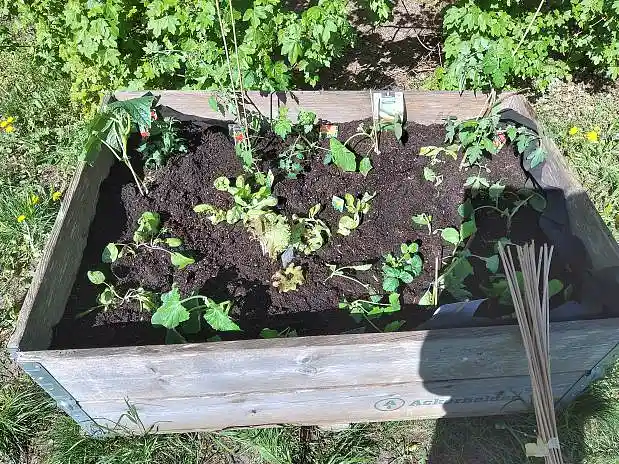 Gartentag im Schwedenhaus | Hochbeet