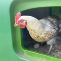 Huhn schaut aus einem Stall